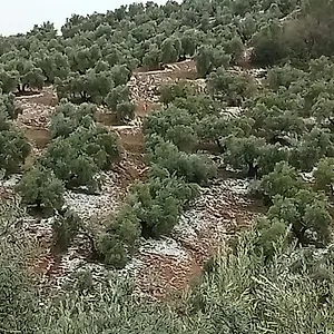 Сasa de vacaciones El Almendro De La Tia Teresa Prados de Armijo